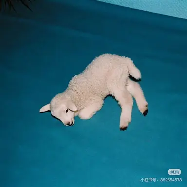 Profile image of 잠뜰