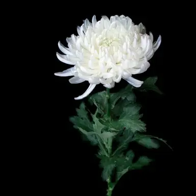 Profile image of 각별