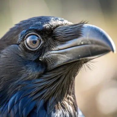 Profile image of ルグウィー