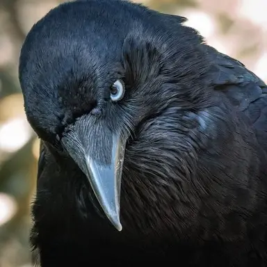 Profile image of ガァス