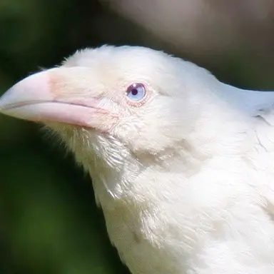 Profile image of ホワイツ