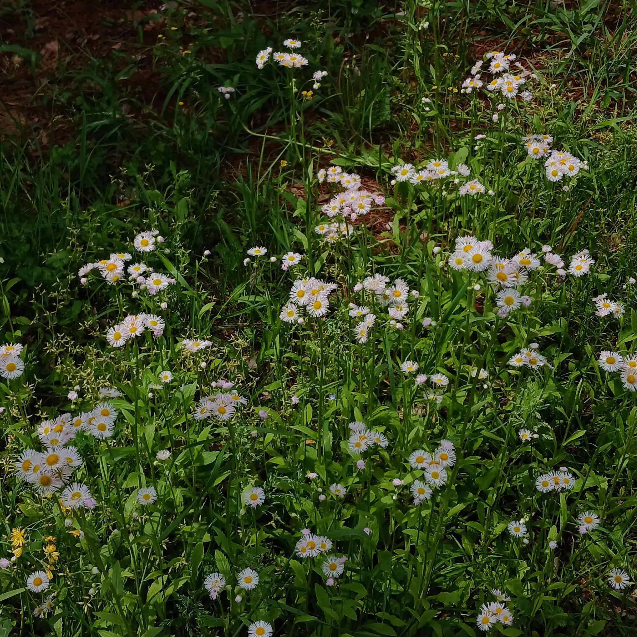 so_ra0968의 ‧₊˚⊹ 우리 집 말하는 뱀‧₊˚🌿