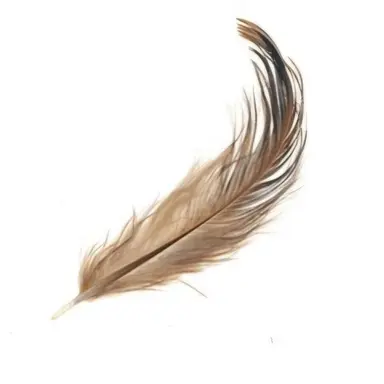 Profile image of 셰들레츠키