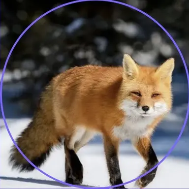 Profile image of 여우