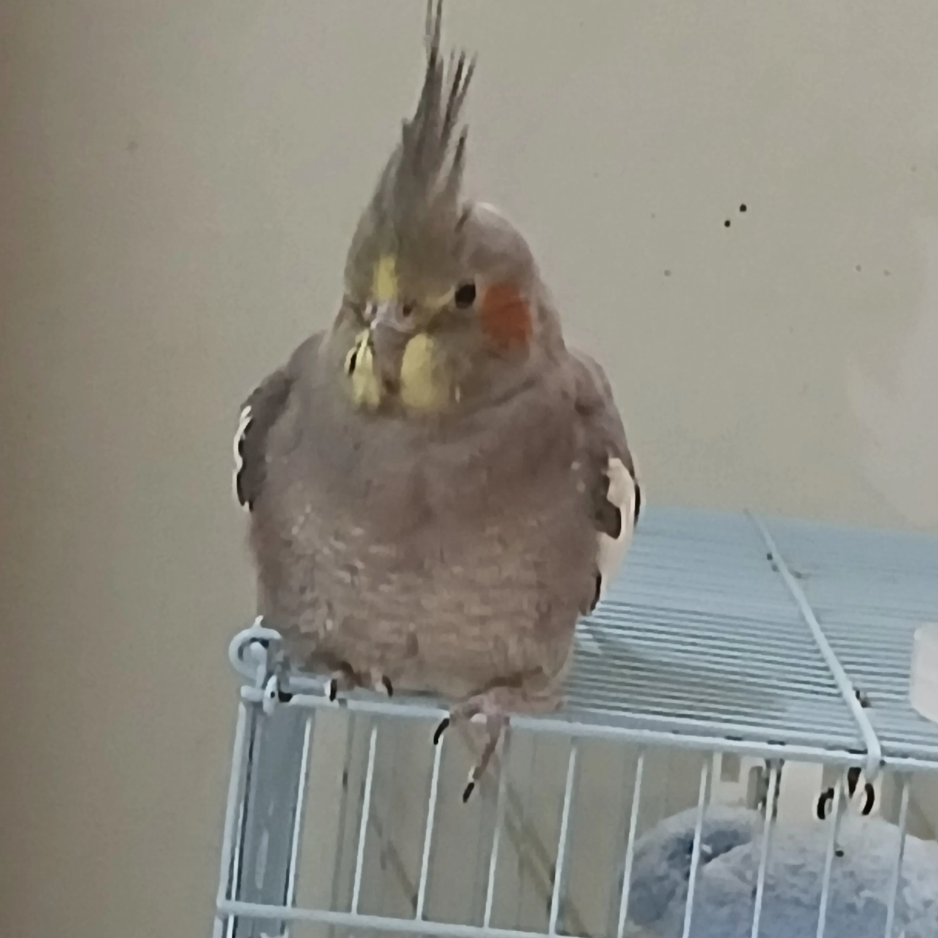 팀나빠