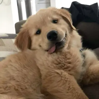 Profile image of 루카