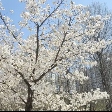 Profile image of 백서린