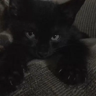 Profile image of Menace