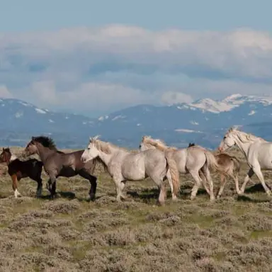 Profile image of Herd