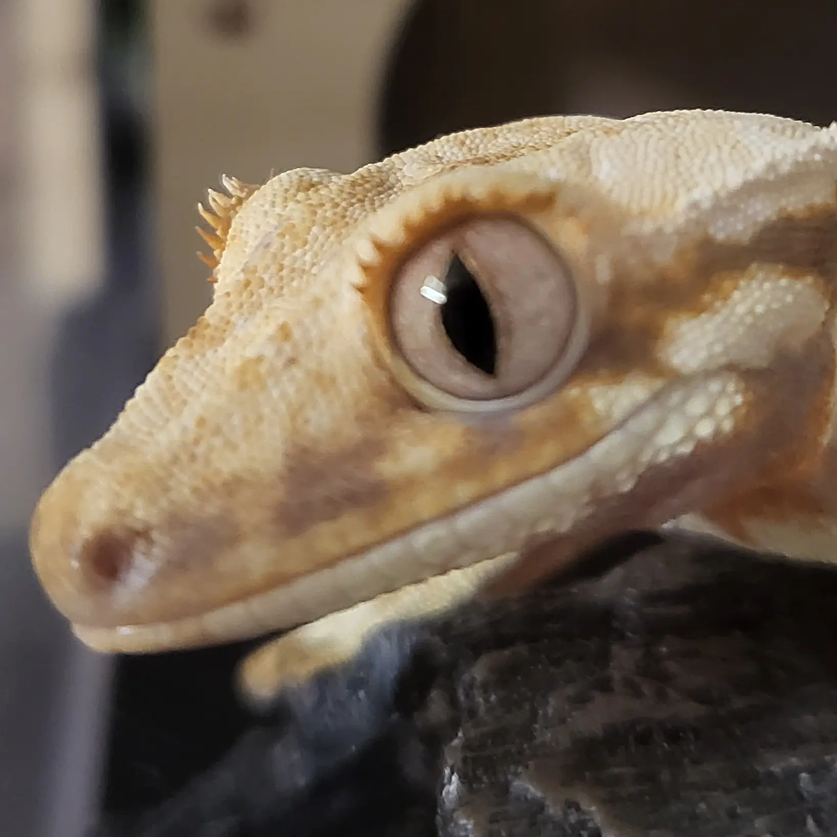 lizard_love의 설탕이와 데이트🫙