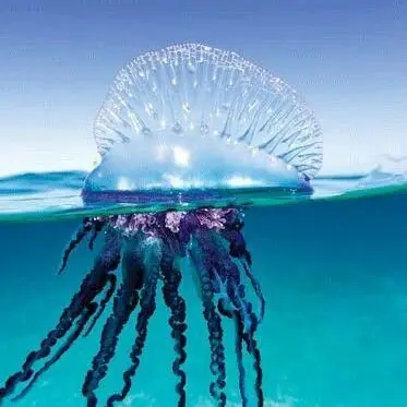 Profile image of Man-O-War