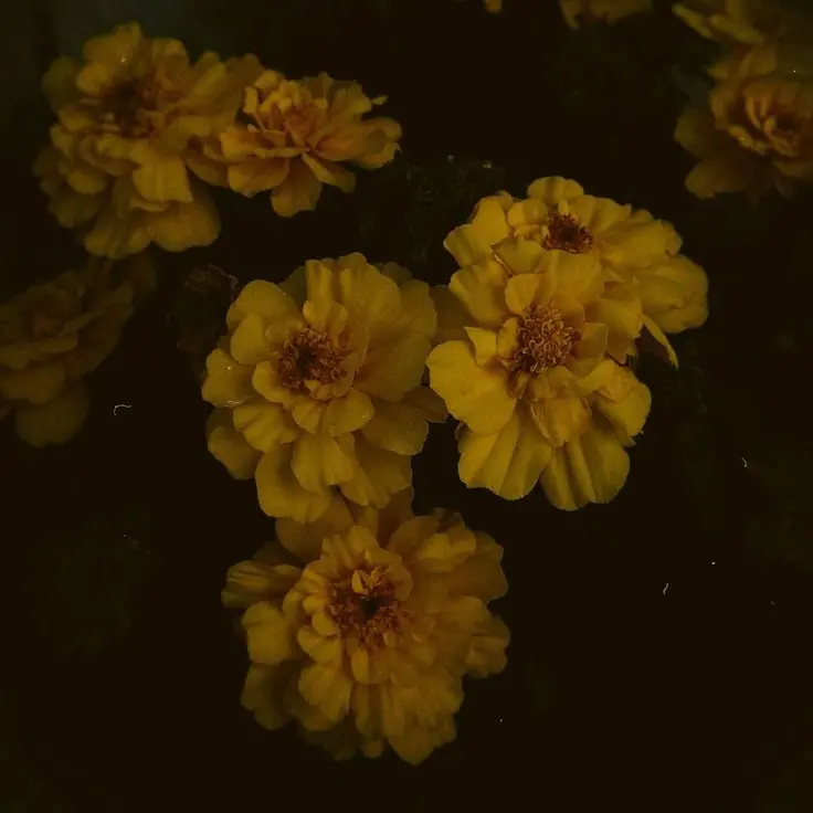 rxvesn의 ⟳