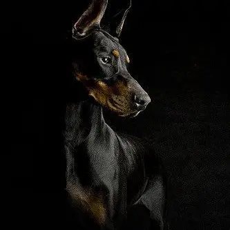 Profile image of El Lobo