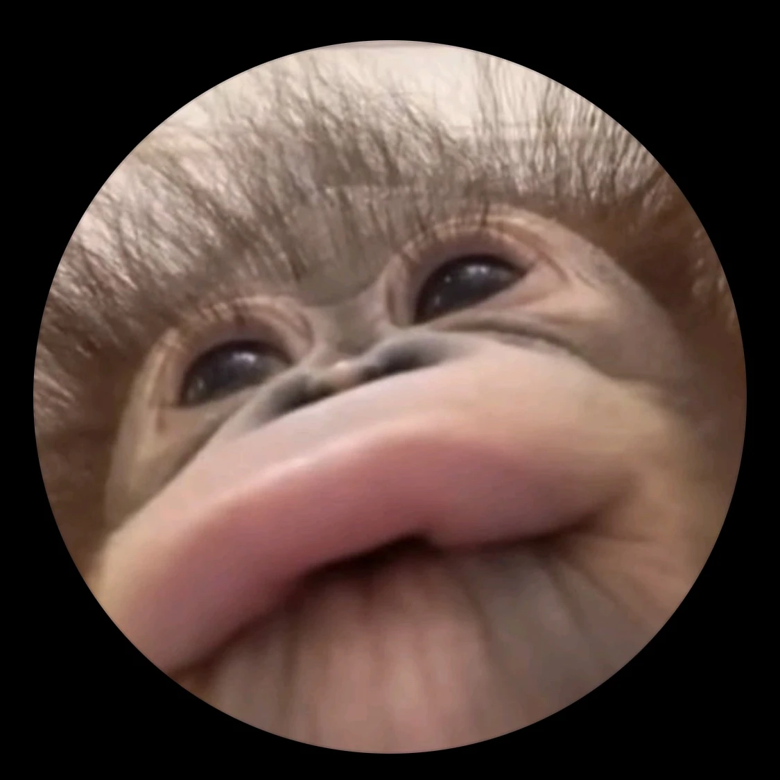 밈미미