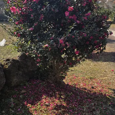 Profile image of __라엘