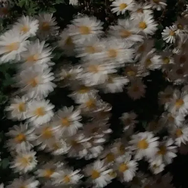 Profile image of 루이쨘