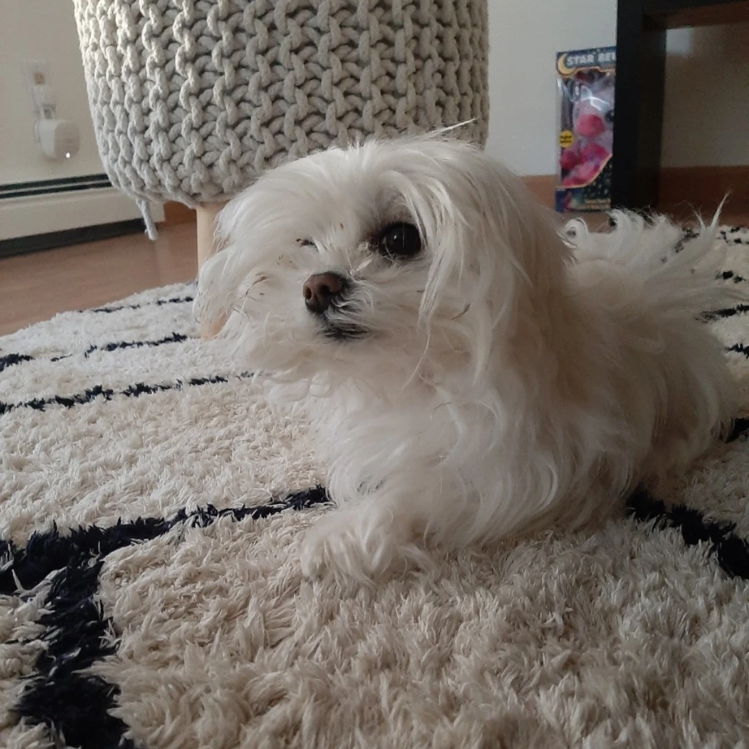 몰리