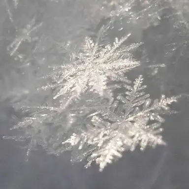 Profile image of Snow Man