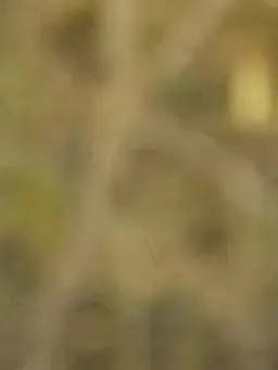 ILOVE_MILITARY의 미군 현용 차량들