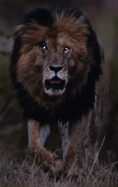 LazyJuice2634의 Scarface lion