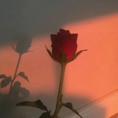 Profile image of 신마플