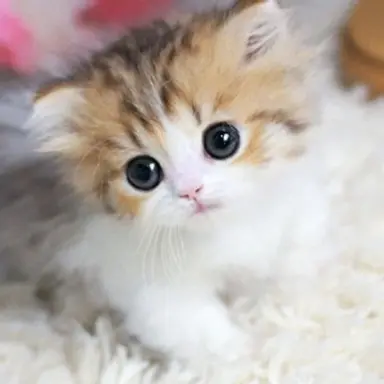 Profile image of 송이