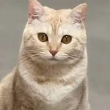 Profile image of 리오