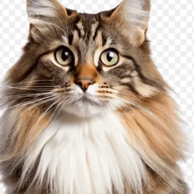 Profile image of 모카