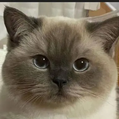 Profile image of 초코