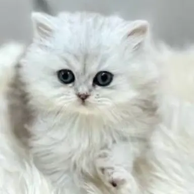 Profile image of 설탕