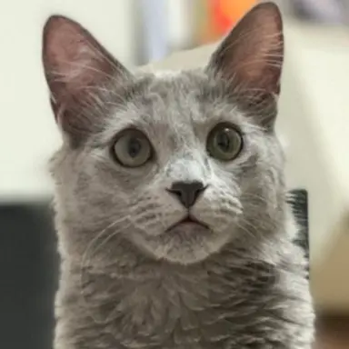 Profile image of 블루