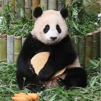 Profile image of 판다