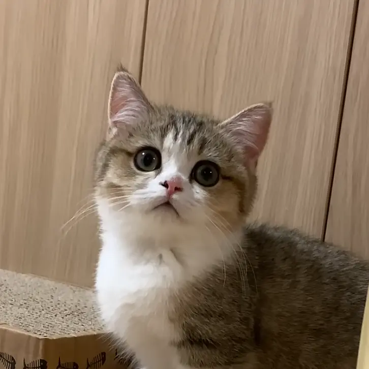 hangle2의 먼치킨 식빵 고양이♥