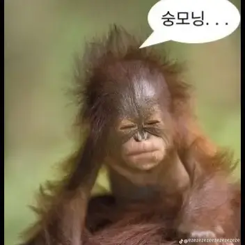 PlacidToque0960의 오랑우탄잉