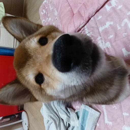 봉식이