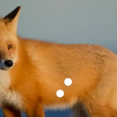 Profile image of 여우