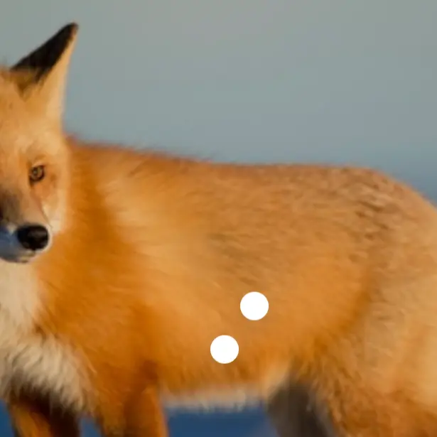 ConvexThrow4048의 댄세 메인만 마학+여우년