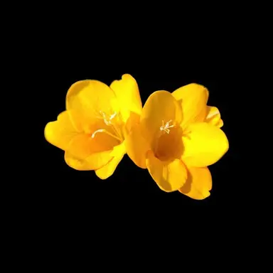 Profile image of 플라워