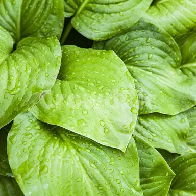 Profile image of 공룡