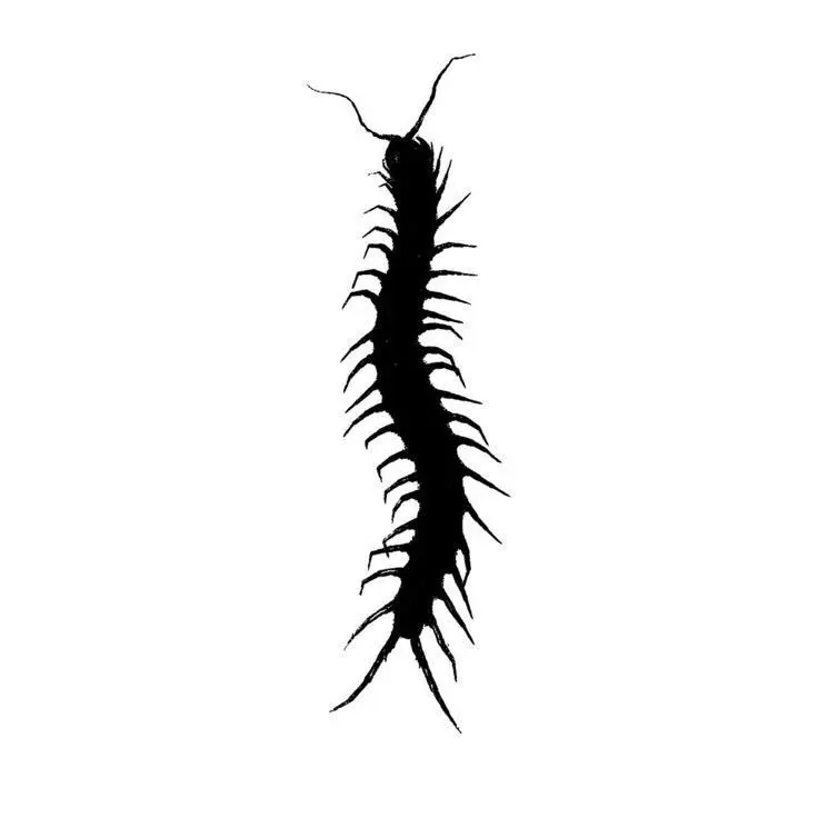 NewAlarm9925의 애완지네를 키워보자