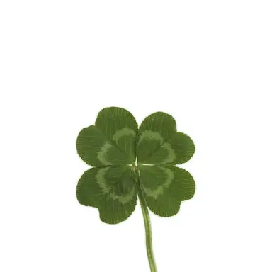 Profile image of あなた