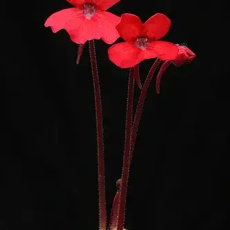 Profile image of 마키마