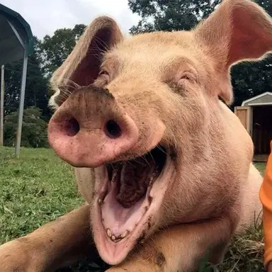 Profile image of 여우