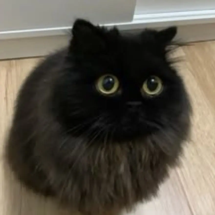 MildCape0388의 ペルシャ猫！！