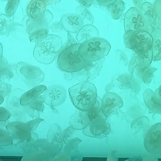 jellyfish.397.의 しっと
