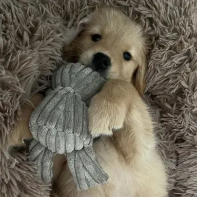 Profile image of ミンギュ