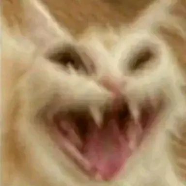 Profile image of 여우