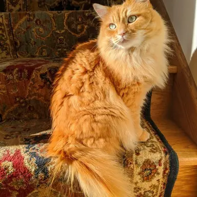 Profile image of Astrid