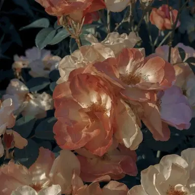 Profile image of 코마