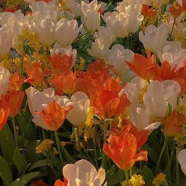 Profile image of 하루토